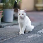 a white cat sitting next to a potted plant