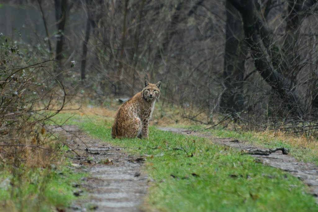 A bobcat sits on a muddy path in a forest.