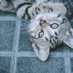 silver tabby cat on blue concrete floor