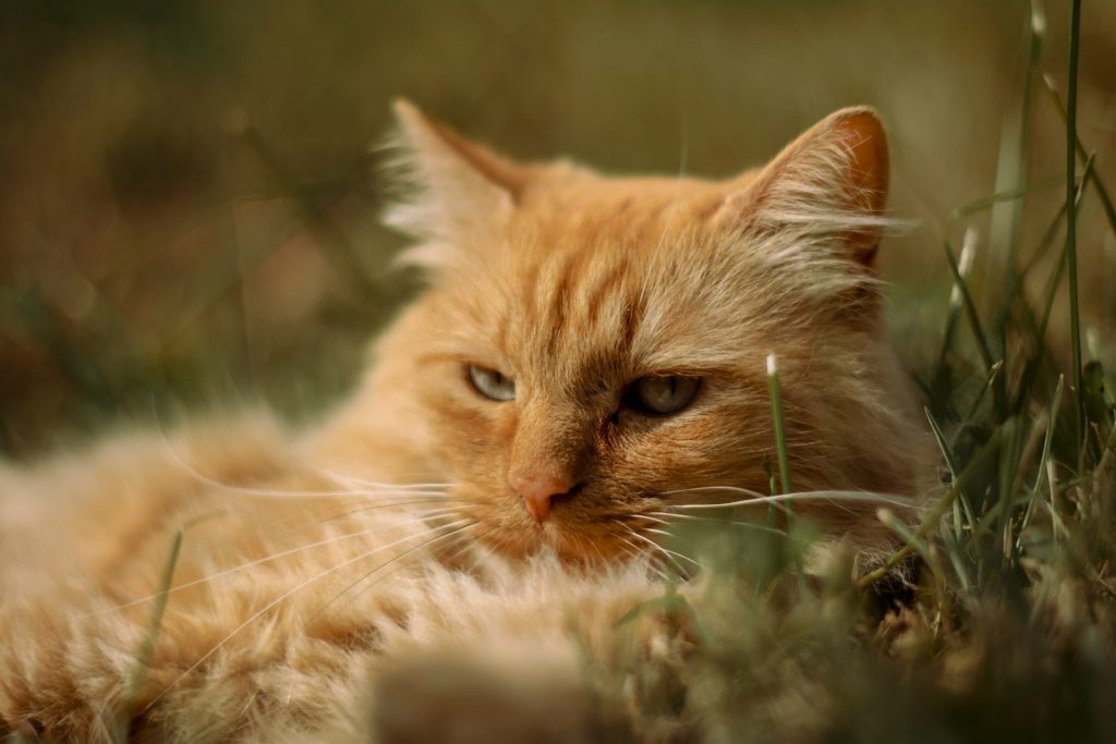 orange tabby cat