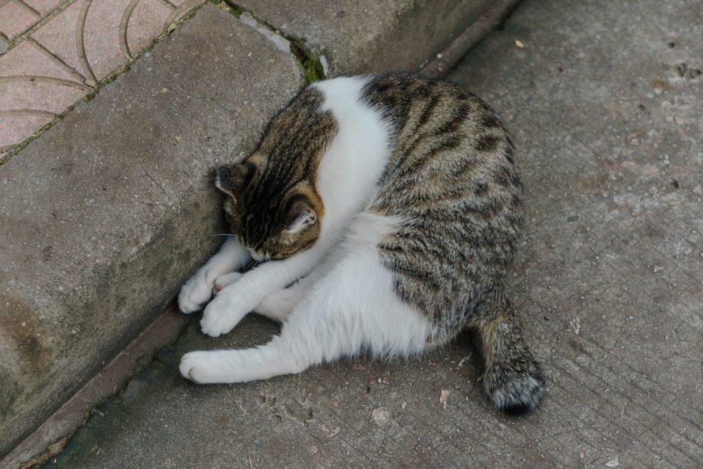 A cat is cleaning itself on the ground.