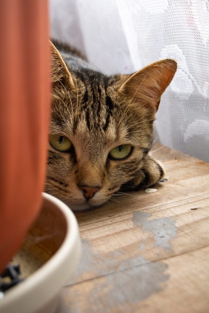 a cat laying on top of a wooden table next to a potted plant