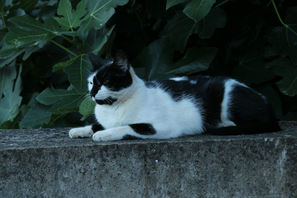 Black and white cat resting on a wall
