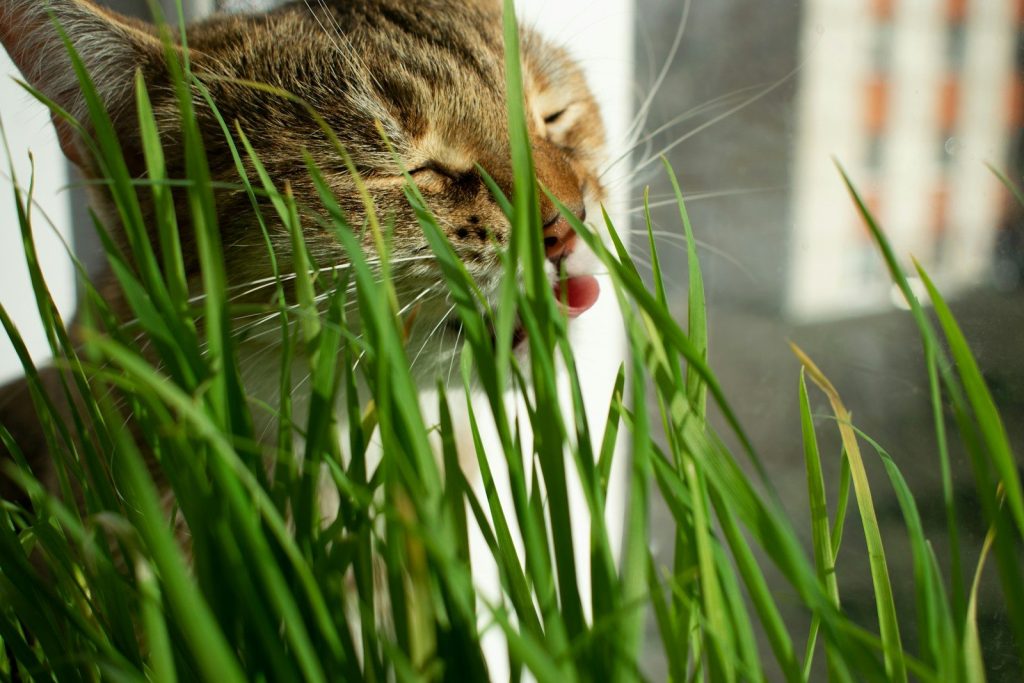 A tabby cat eats green grass with its tongue out