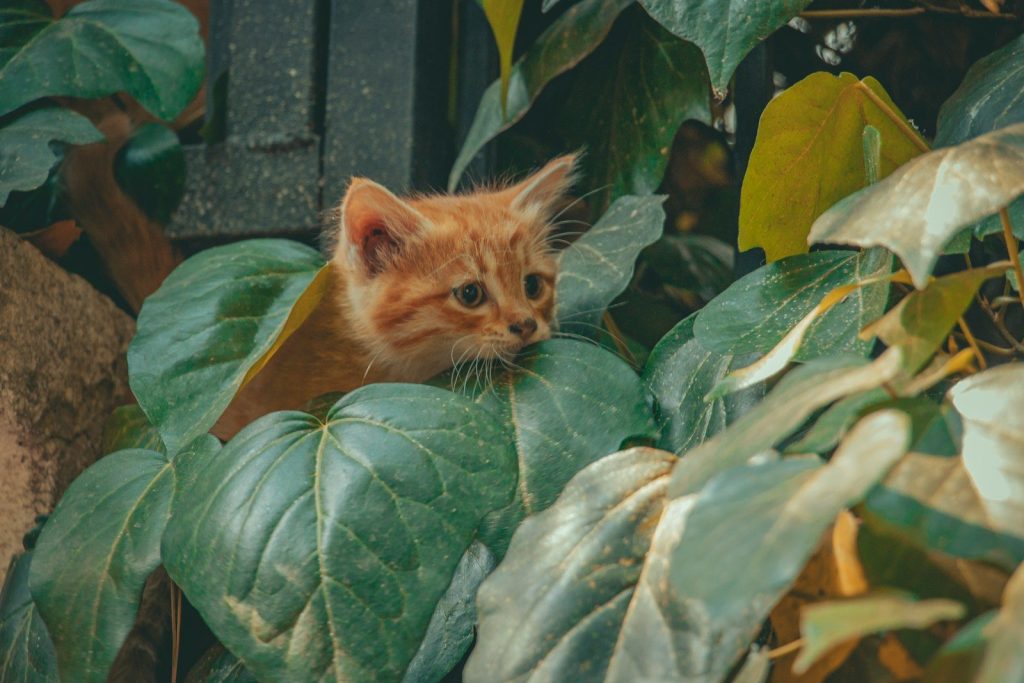 A cat peeking out from behind a green plant