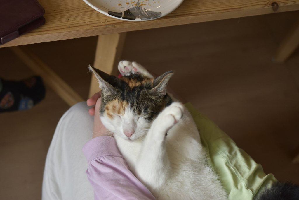 a cat laying on a person's lap under a table