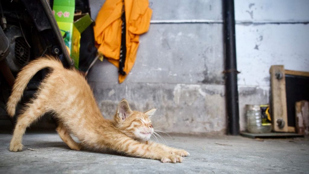 a cat lying on the ground