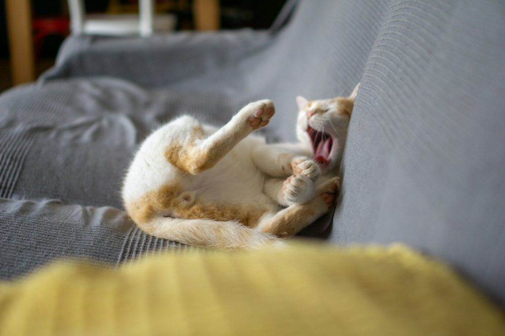 white cat lying on yellow textile