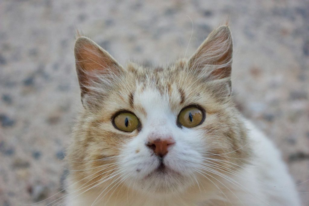 macro photography of orange and white cat