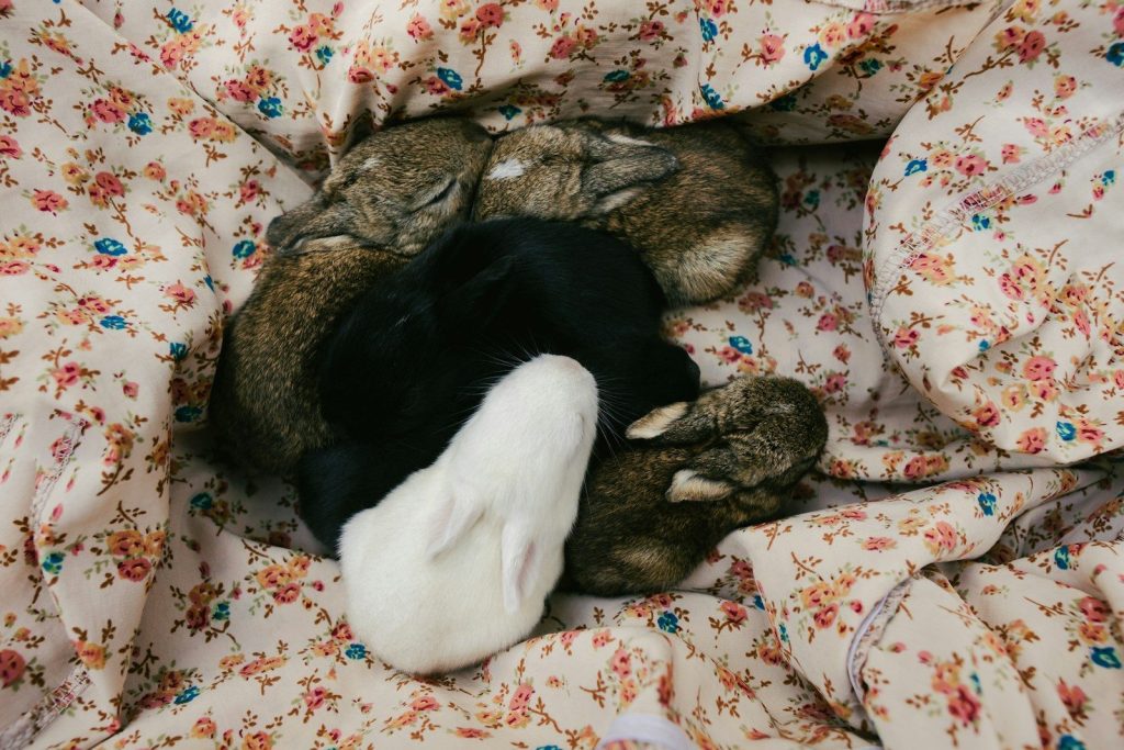 Baby rabbits sleeping together on a floral blanket.
