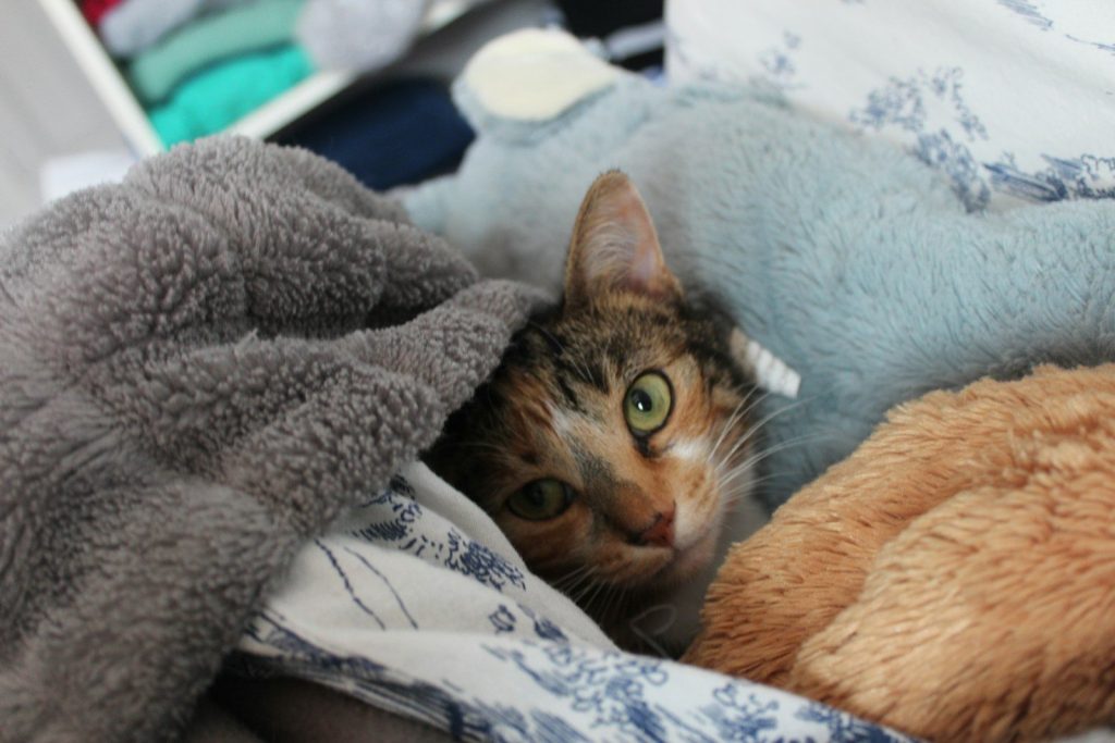 a cat laying in a pile of blankets