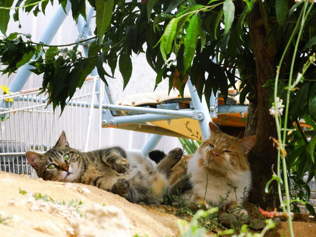 Two cats relax under a tree on a sunny day.