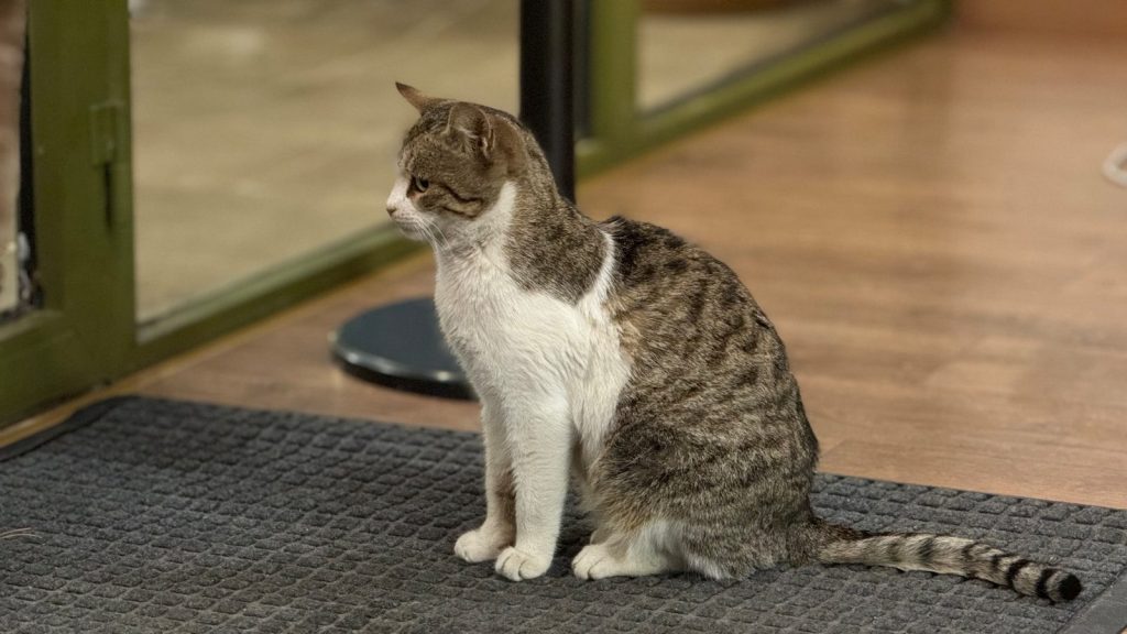 a cat sitting on a mat in front of a glass door