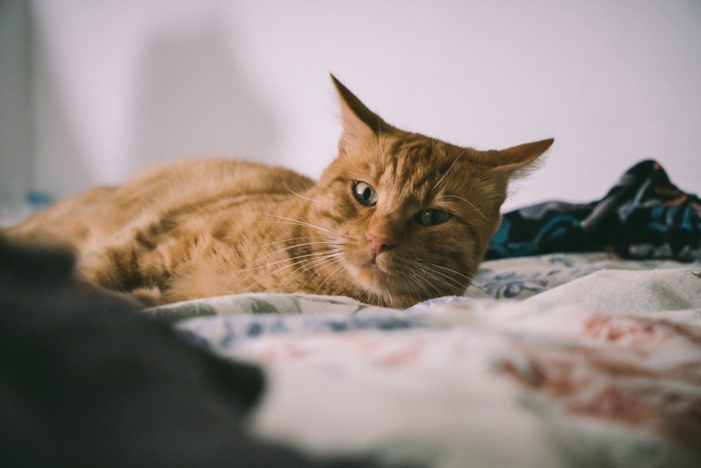 orange tabby cat lying on white and blue textile