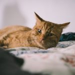 orange tabby cat lying on white and blue textile