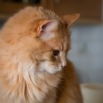 orange tabby cat on white table