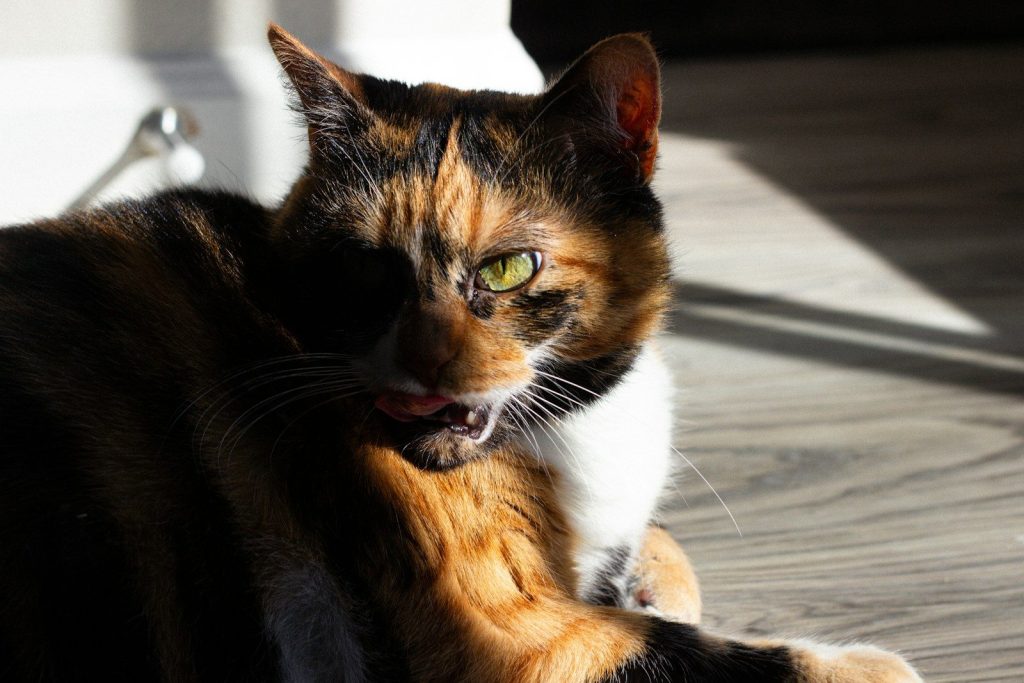 A calico cat with green eyes lies on the floor.