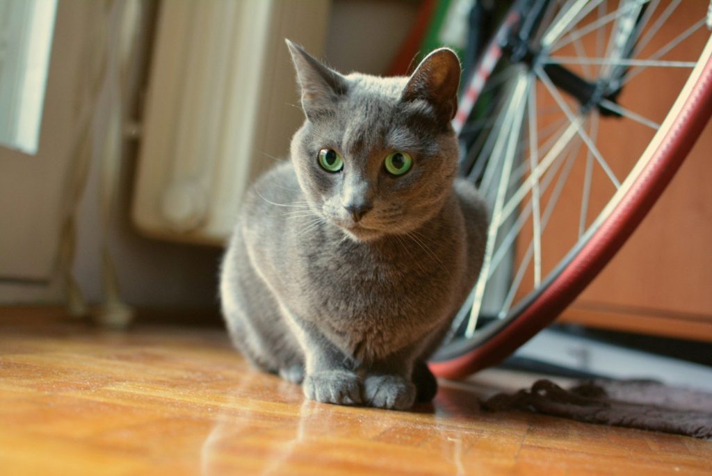 russian blue cat on brown wooden table