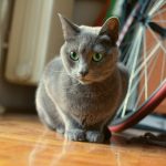 russian blue cat on brown wooden table