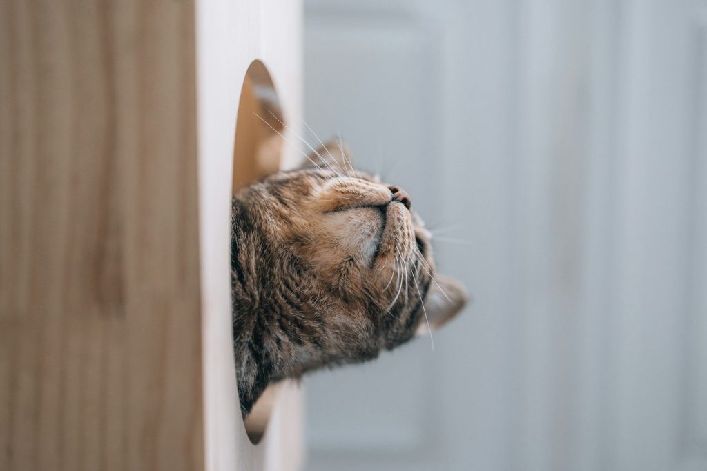 A tabby cat peeks out of a wooden hole.