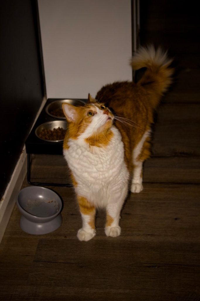 An orange and white cat stands near food bowls.