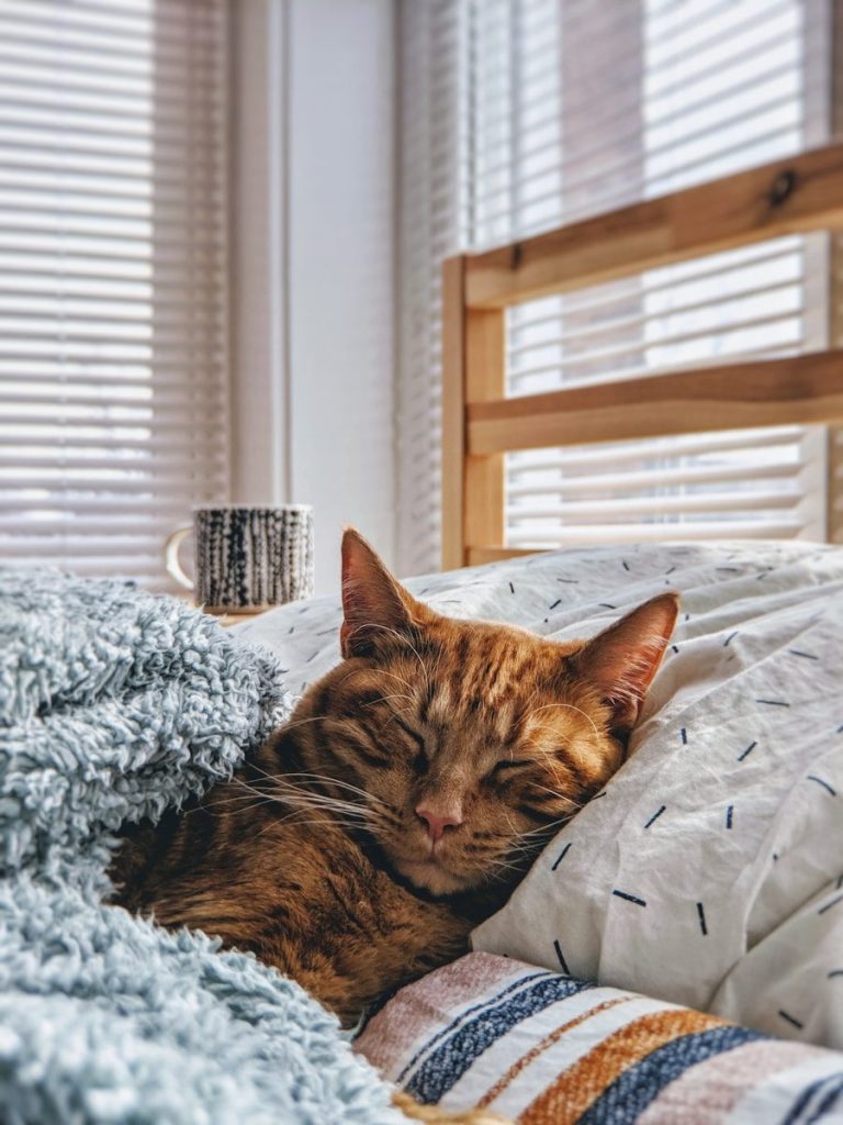cat sleeping on bed