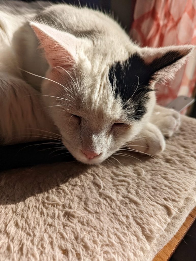 a cat lying on a person