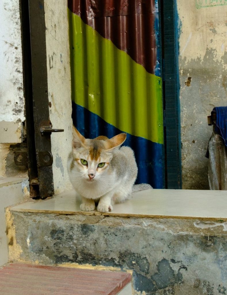 A white and grey cat sits on a step.