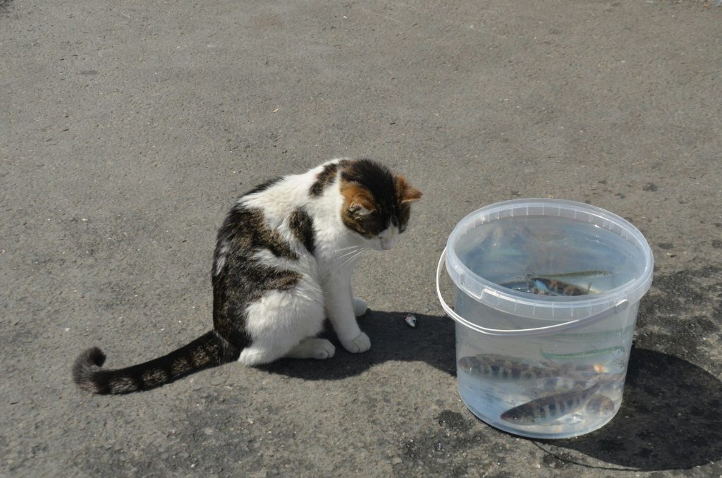 A cat curiously observes fish in a bucket.