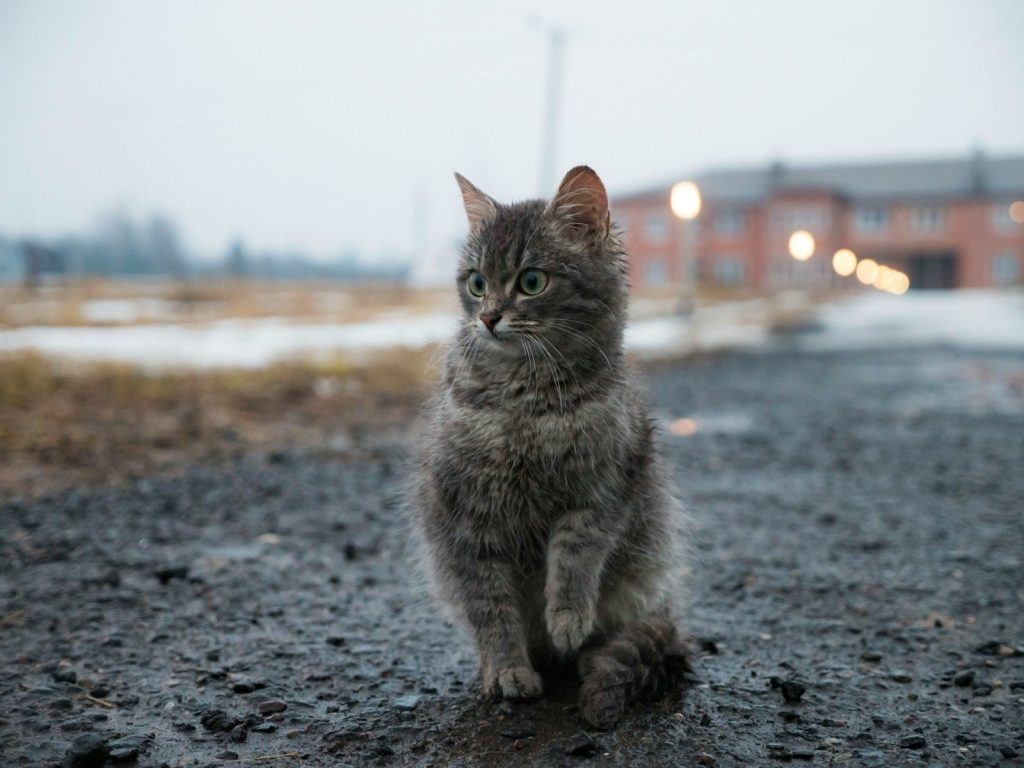 brown tabby cat on gray concrete floor during daytime