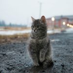brown tabby cat on gray concrete floor during daytime