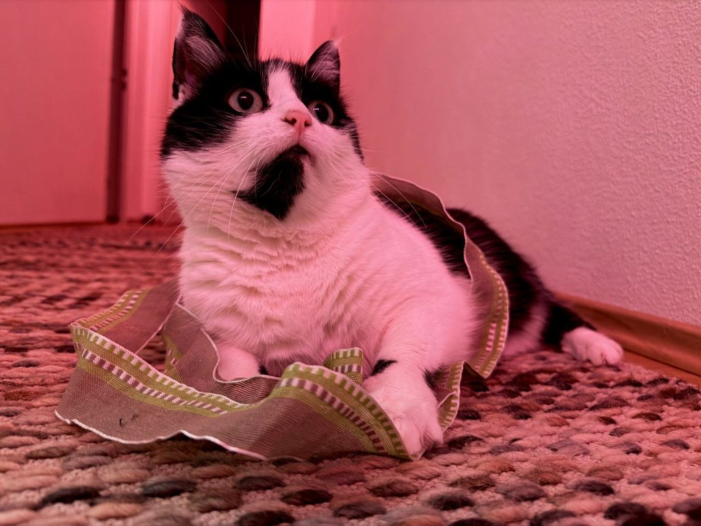 A black and white cat sits in a decorative ribbon.