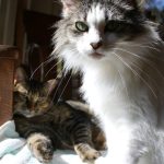 white and grey tabby cat