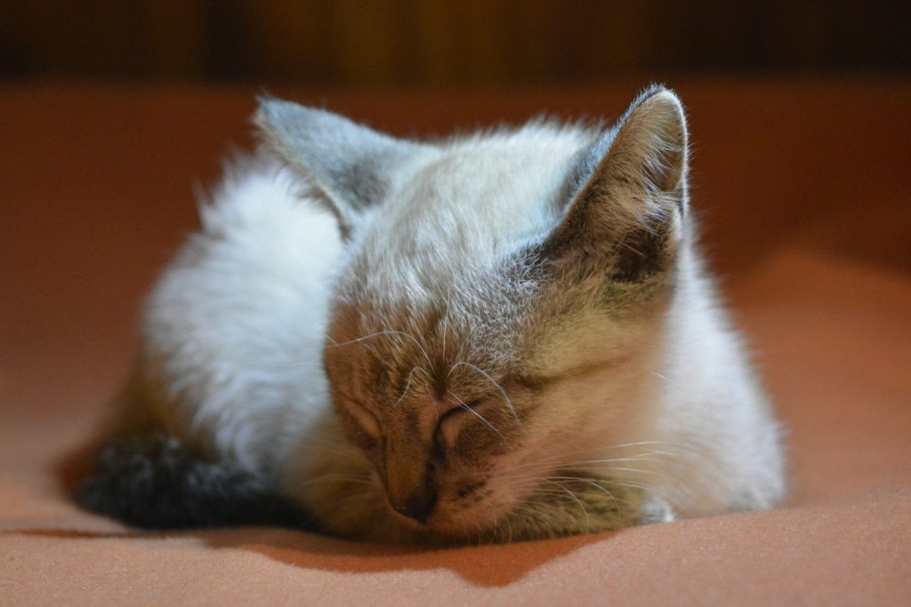 a cat sleeping on a couch