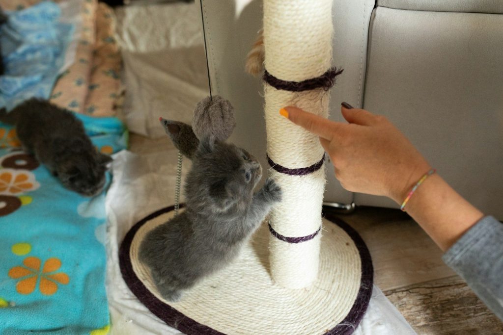 a person reaching up to a cat scratching post
