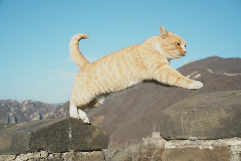 An orange tabby cat jumps over a stone wall.
