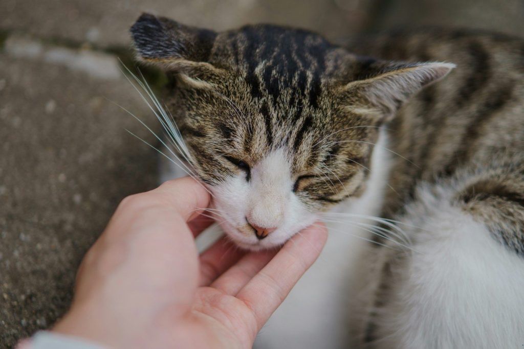 A hand pets a content cat.