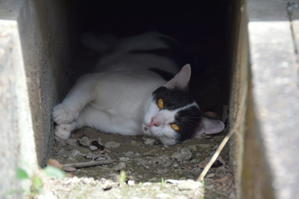 A black and white cat lies in a dark alcove.