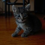 Kitten