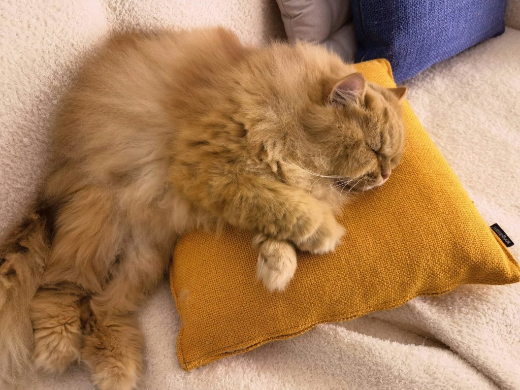 a fluffy cat laying on a pillow on a couch
