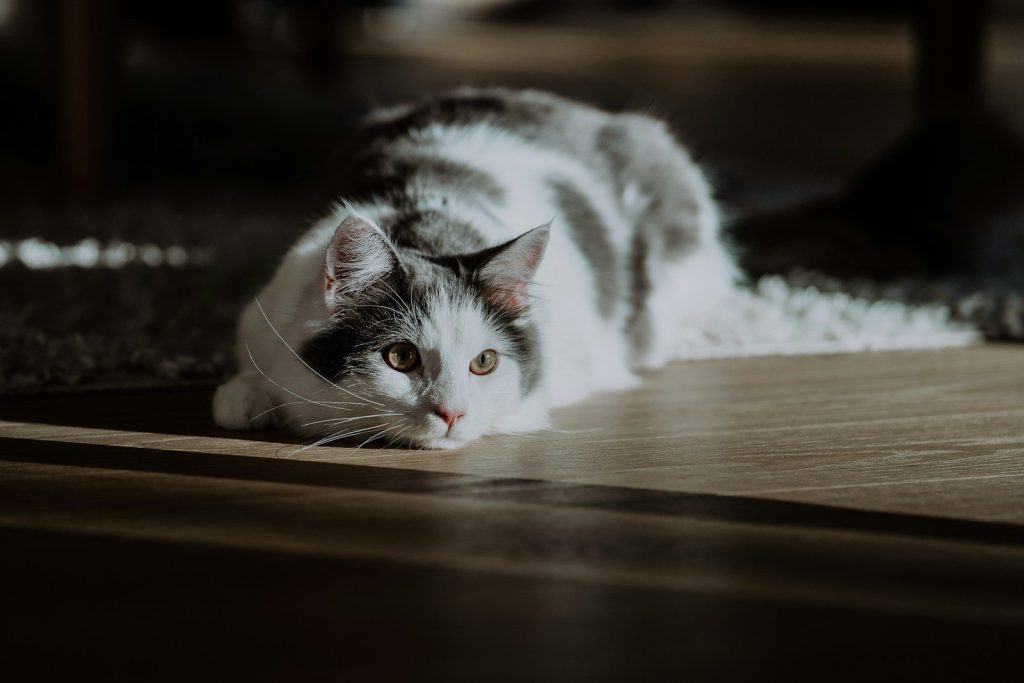 a gray and white cat laying on the floor