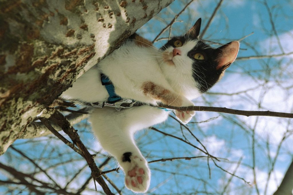 a black and white cat climbing up a tree