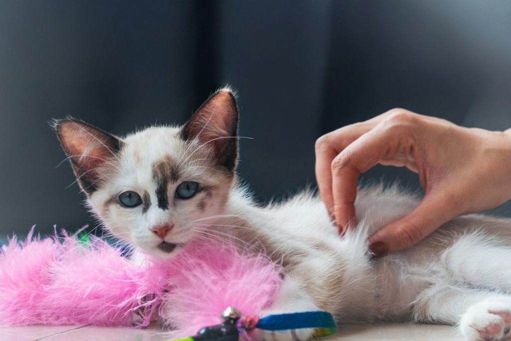 A hand pets an adorable white kitten.