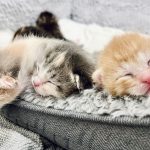 a group of kittens sleeping on a blanket