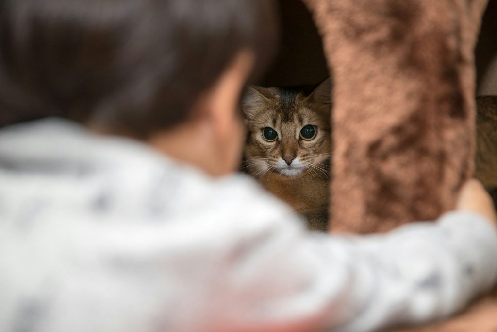 grey cat beside child