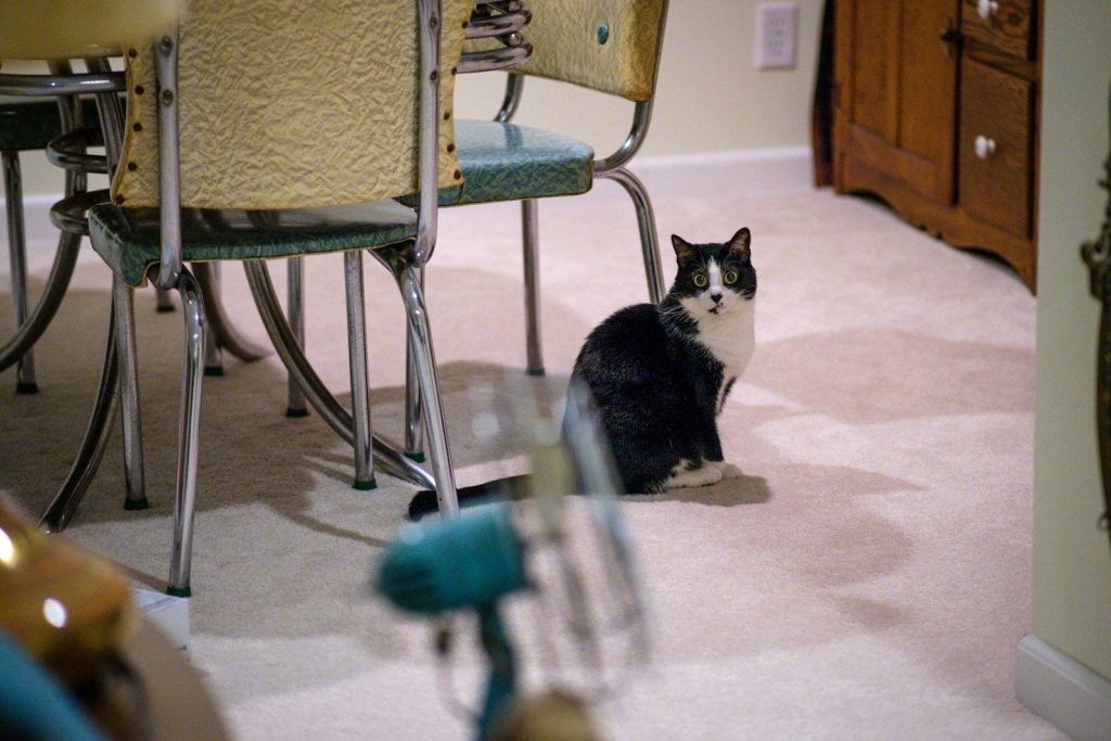 a black and white cat sitting in the middle of a room