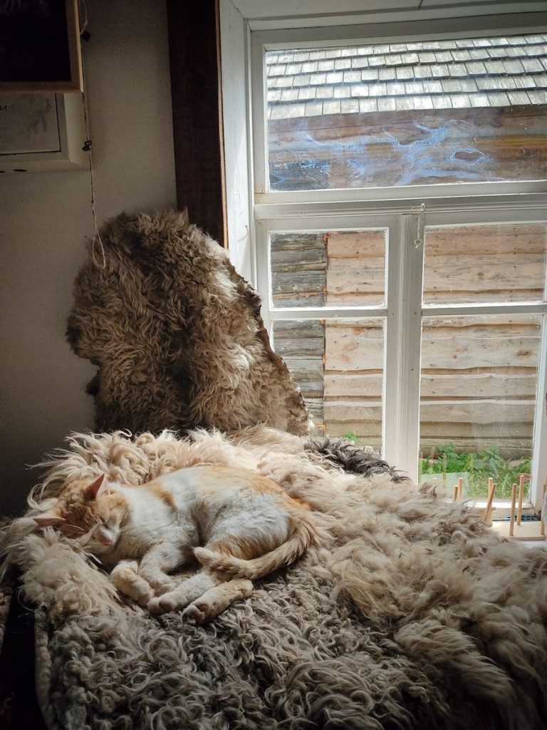 A cat curled up on a fluffy bed in front of a window