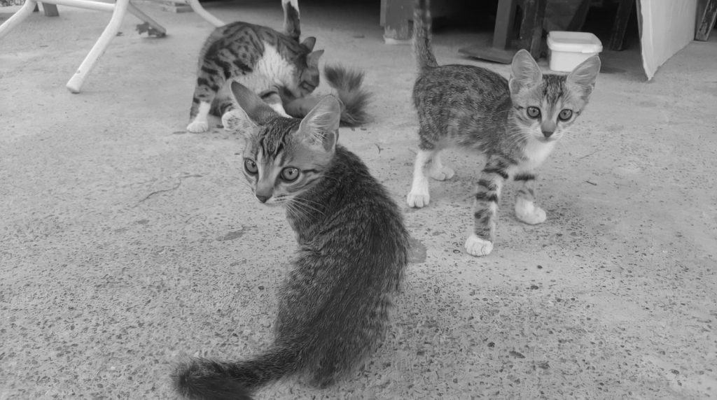a group of cats