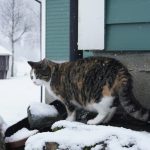 A calico cat stands on a snow-covered surface.
