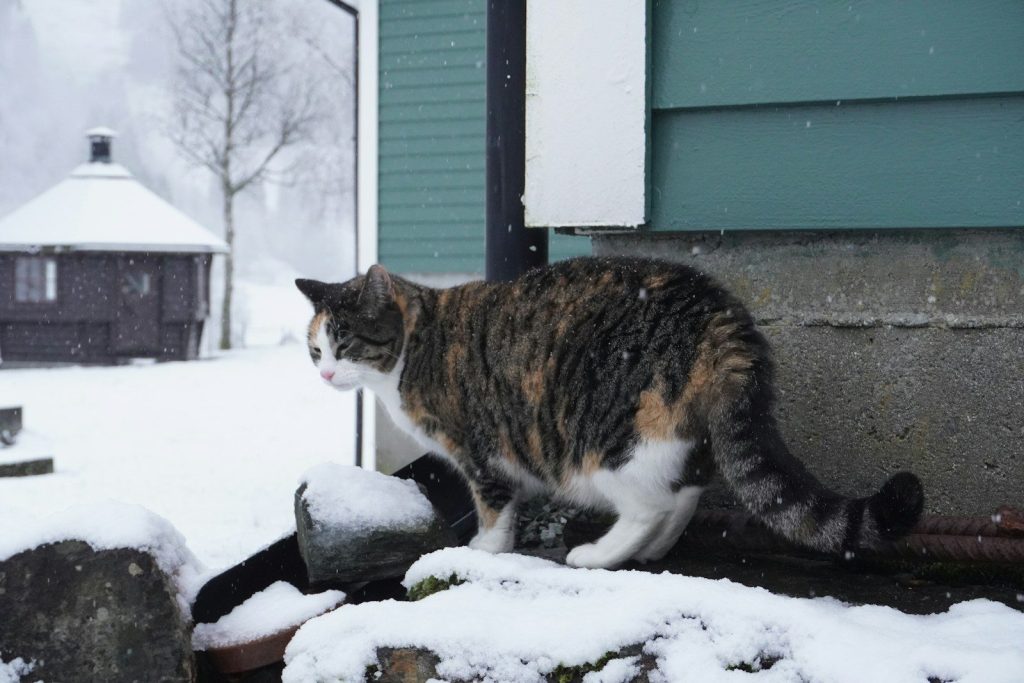 A calico cat stands on a snow-covered surface.